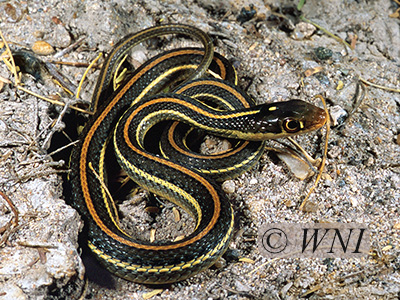 Western Ribbon Snake (Thamnophis proximus)